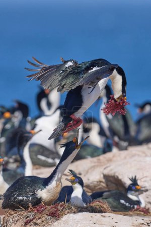 Téléchargez les photos : Shag impérial (Phalacrocorax atriceps albiventer) transportant de la végétation à utiliser comme matériau de nidification sur l'île Sea Lion dans les îles Malouines - en image libre de droit