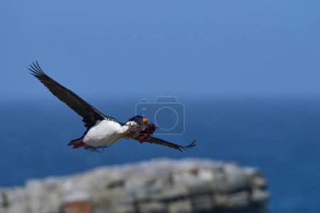 Photo for Imperial Shag (Phalacrocorax atriceps albiventer) carrying vegetation to be used as nesting material on Sea Lion Island in the Falkland Islands - Royalty Free Image