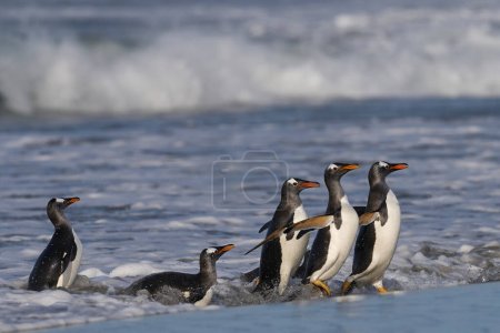 Photo for Gentoo Penguins (Pygoscelis papua) coming ashore after feeding at sea on Sea Lion Island in the Falkland Islands. - Royalty Free Image