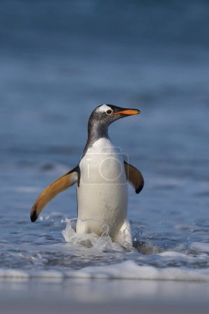 Foto de Gentoo Penguins (Pygoscelis papua) que desembarcan después de alimentarse en el mar en la isla Sea Lion en las Islas Malvinas. - Imagen libre de derechos