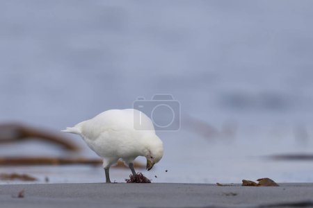 Photo for Pale-faced Sheathbill (Chionis albus) feeding on the coast of Sea Lion Island in the Falkland Islands. - Royalty Free Image