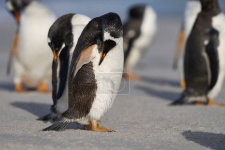 Photo for Gentoo Penguin (Pygoscelis papua) preening on the beach after coming ashore on Sea Lion Island in the Falkland Islands. - Royalty Free Image