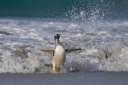 Foto de Pingüino acariciándose en la playa después de desembarcar en la isla Sea Lion en las Islas Malvinas. - Imagen libre de derechos