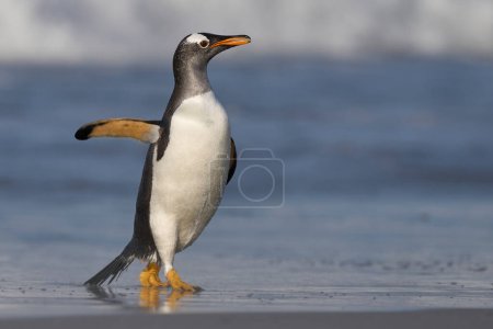 Téléchargez les photos : Penguin preening sur la plage après être venu à terre sur l'île Sea Lion dans les îles Malouines. - en image libre de droit