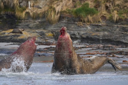 Téléchargez les photos : Le phoque éléphant du Sud (Mirounga leonina) se bat avec un rival pour le contrôle d'un grand harem de femelles pendant la saison de reproduction sur l'île Sea Lion dans les îles Malouines. - en image libre de droit