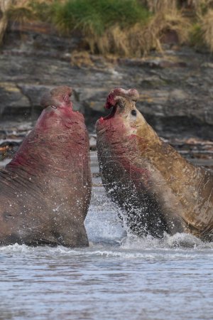 Téléchargez les photos : Le phoque éléphant du Sud (Mirounga leonina) se bat avec un rival pour le contrôle d'un grand harem de femelles pendant la saison de reproduction sur l'île Sea Lion dans les îles Malouines. - en image libre de droit