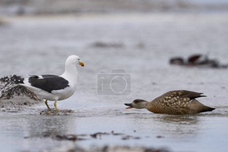 Photo for Crested Duck (Lophonetta specularioides specularioides) chasing off a gull on Sea Lion Island in the Falkland Islands - Royalty Free Image