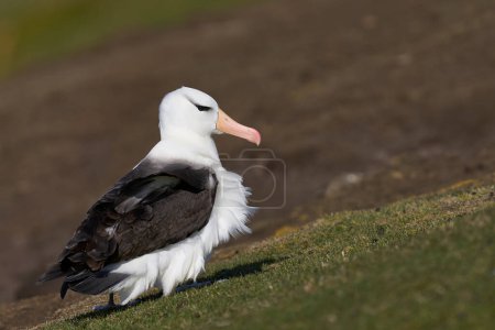 Téléchargez les photos : Albatros à bractées noires (Thalassarche melanophrys) sur les falaises de l'île Saunders dans les îles Malouines. - en image libre de droit