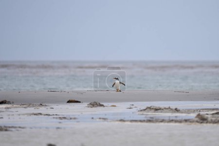Téléchargez les photos : Gentoo Penguin (Pygoscelis papua) débarquant après s'être nourri en mer sur l'île Sea Lion dans les îles Malouines
. - en image libre de droit