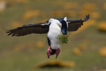 Téléchargez les photos : Shag impérial (Phalacrocorax atriceps albiventer) débarquant avec de la végétation à utiliser comme matériau de nidification sur l'île Saunders dans les îles Malouines - en image libre de droit