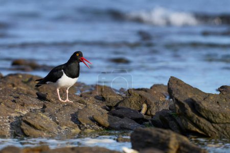 Photo for Magellanic Oystercatcher (Haematopus leucopodus) searching for food along the coast of Carcass Island in the Falkland Islands. - Royalty Free Image