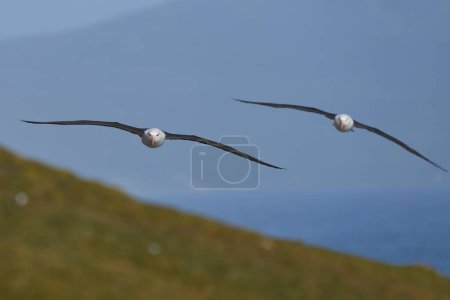 Foto de Albatros de cejas negras (Thalassarche melanophrys) en vuelo a lo largo de los acantilados de la isla Saunders en las Islas Malvinas
. - Imagen libre de derechos