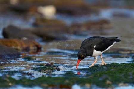 Photo for Magellanic Oystercatcher (Haematopus leucopodus) searching for food along the coast of Carcass Island in the Falkland Islands. - Royalty Free Image