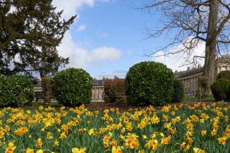 Téléchargez les photos : Bath, Somerset, Royaume-Uni - 17 mars 2023 : Fleurs printanières devant le croissant royal historique dans la ville de Bath, classée au patrimoine mondial de l'UNESCO, à Somerset, Royaume-Uni - en image libre de droit