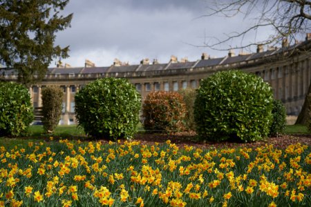 Téléchargez les photos : Bath, Somerset, Royaume-Uni - 21 mars 2023 : Fleurs printanières devant le croissant royal historique dans la ville de Bath, classée au patrimoine mondial de l'UNESCO, à Somerset, Royaume-Uni - en image libre de droit