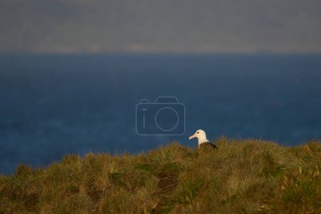 Téléchargez les photos : Albatros à bractées noires (Thalassarche melanophrys) sur les falaises de l'île Saunders dans les îles Malouines - en image libre de droit