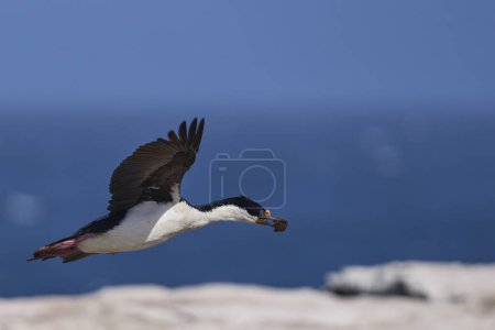 Photo for Imperial Shag (Phalacrocorax atriceps albiventer) in flight carrying vegetation to be used as nesting material on Sea Lion Island in the Falkland Islands - Royalty Free Image