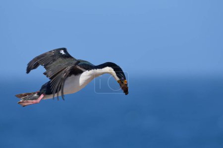 Téléchargez les photos : Shag impérial (Phalacrocorax atriceps albiventer) en vol transportant de la végétation à utiliser comme matériau de nidification sur l'île Sea Lion dans les îles Malouines - en image libre de droit