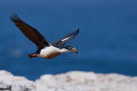 Photo for Imperial Shag (Phalacrocorax atriceps albiventer) in flight carrying vegetation to be used as nesting material on Sea Lion Island in the Falkland Islands - Royalty Free Image