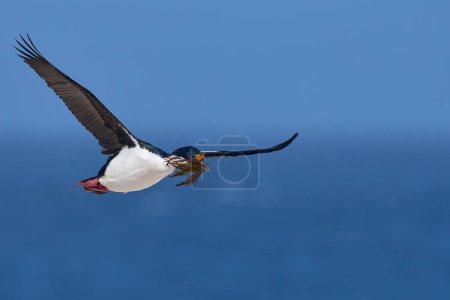 Téléchargez les photos : Shag impérial (Phalacrocorax atriceps albiventer) en vol transportant de la végétation à utiliser comme matériau de nidification sur l'île Sea Lion dans les îles Malouines - en image libre de droit