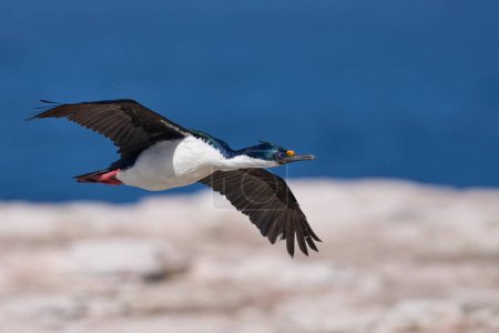 Téléchargez les photos : Shag impérial (Phalacrocorax atriceps albiventer) en vol pour atterrir dans une colonie de reproduction sur l'île Sea Lion dans l'île Falkland - en image libre de droit