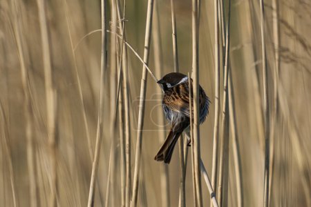 Photo for Male reed bunting (Emberiza schoeniclus) perched on the stem of a reed at the Ham Wall nature reserve in Somerset, England, United Kingdom. - Royalty Free Image