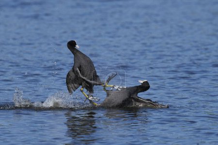 Photo for Eurasian coot (Fulica atra) fighting on a lake in Ham Wall nature reserve in Somerset, England, United Kingdom. - Royalty Free Image