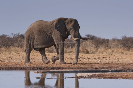 Foto de Elefante africano macho grande (Loxodonta africana) en un pozo de agua en el Parque Nacional Etosha, Namibia - Imagen libre de derechos