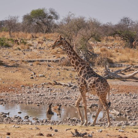 Foto de Hyaena manchada (Crocuta crocuta) refrescándose en un pozo de agua junto a una jirafa (familia jirafa) tratando de tomar una copa en el Parque Nacional Etosha, Namibia - Imagen libre de derechos