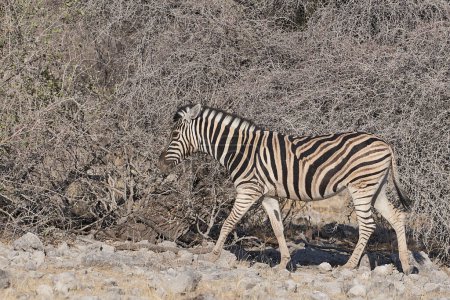 Téléchargez les photos : Zèbre de Burchell (Equus burchellii) passant devant des buissons couverts de poussière de couleur blanche dans le parc national d'Etosha, Namibie - en image libre de droit