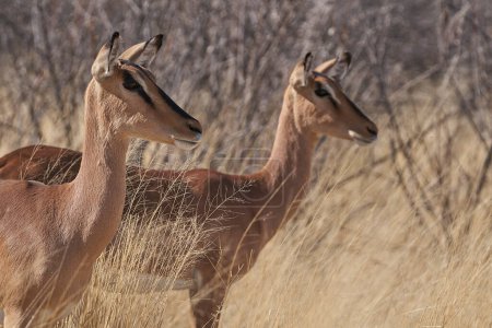 Photo for Black-faced Impala (Aepyceros melampus petersi) in Etosha National Park, Namibia - Royalty Free Image