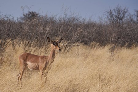 Téléchargez les photos : Impala à face noire (Aepyceros melampus petersi) dans le parc national d'Etosha, en Namibie - en image libre de droit