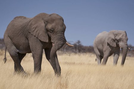 Photo for Large male African Elephant (Loxodonta africana) feeding in the dry arid landscape of Etosha National Park, Namibia - Royalty Free Image