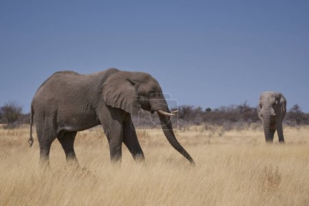 Foto de Elefante africano macho grande (Loxodonta africana) alimentándose en el árido paisaje seco del Parque Nacional Etosha, Namibia - Imagen libre de derechos