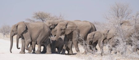 Afrikanische Elefantengruppe (Loxodonta africana) überquert eine Schotterstraße auf dem Weg zu einem Wasserloch im Etosha-Nationalpark, Namibia