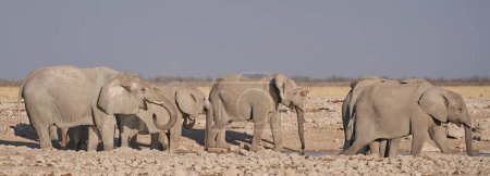 Photo for Group of African Elephant (Loxodonta africana) at a waterhole in Etosha National Park, Namibia - Royalty Free Image