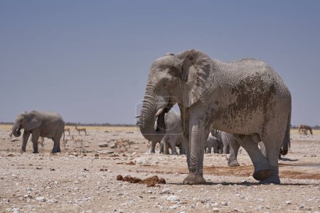 Téléchargez les photos : African elephants (Loxodonta africana) at a crowded waterhole in Etosha National Park, Namibia - en image libre de droit