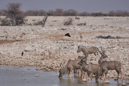 Foto de Grupo de machos del Gran Kudu (Tragelaphus strepsiceros) bebiendo en un pozo de agua en el Parque Nacional Etosha, Namibia - Imagen libre de derechos