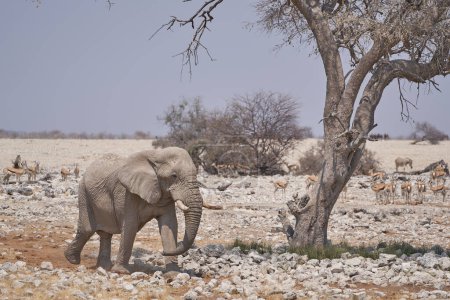 Téléchargez les photos : African elephant (Loxodonta africana) approaching a waterhole in Etosha National Park, Namibia - en image libre de droit