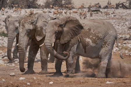 Foto de African elephants (Loxodonta africana) at a crowded waterhole in Etosha National Park, Namibia - Imagen libre de derechos
