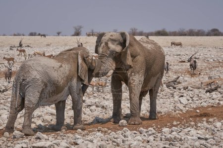 Photo for African Elephant (Loxodonta africana) sparring against each other at a waterhole in Etosha National Park, Namibia - Royalty Free Image