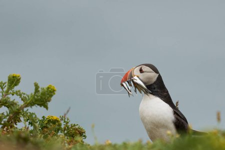 Photo for Atlantic Puffin (Fratercula arctica) carrying small fish in its beak to feed its chick on Skomer Island off the coast of Pembrokeshire in Wales, United Kingdom - Royalty Free Image