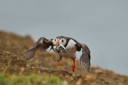 Photo for Puffin (Fratercula arctica) carrying small fish in its beak to feed its chick on Skomer Island off the coast of Pembrokeshire in Wales, United Kingdom - Royalty Free Image