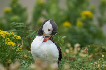 Photo for Atlantic puffin (Fratercula arctica) preening amongst vegetation on the cliffs of Skomer Island off the coast of Pembrokeshire in Wales, United Kingdom - Royalty Free Image