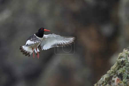 Photo for Oystercatcher (Haematopus ostralegus) in flight on the coast of Skomer Island in Pembrokeshire, Wales - Royalty Free Image