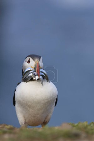 Photo for Puffin (Fratercula arctica) carrying small fish in its beak to feed its chick on Skomer Island off the coast of Pembrokeshire in Wales, United Kingdom - Royalty Free Image