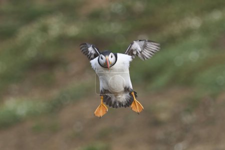 Foto de Puffin (Fratercula arctica) aterrizando en la costa de la isla Skomer frente a la costa de Pembrokeshire en Gales, Reino Unido - Imagen libre de derechos