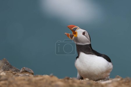 Photo for Atlantic puffin (Fratercula arctica) calling on Skomer Island off the coast of Pembrokeshire in Wales, United Kingdom - Royalty Free Image
