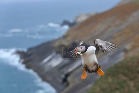 Foto de Puffin (Fratercula arctica) aterrizando con pequeños peces en su pico para alimentar a su polluelo en la isla Skomer frente a la costa de Pembrokeshire en Gales, Reino Unido - Imagen libre de derechos