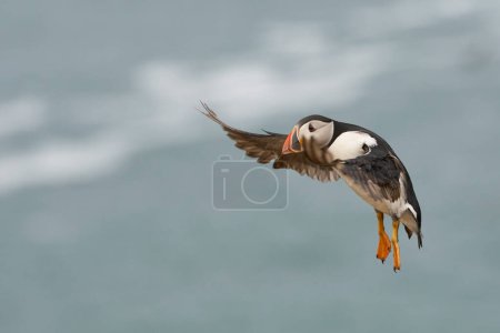Foto de Puffin (Fratercula arctica) aterrizando en la costa de la isla Skomer frente a la costa de Pembrokeshire en Gales, Reino Unido - Imagen libre de derechos